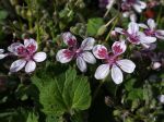 Bec de grue, Érodium à fleur de pélargonium, Erodium perlargonifolium Bec de grue, Érodium à fleur de pélargonium, Erodium perlargonifolium