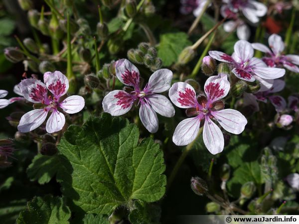 Bec de grue, Érodium à fleur de pélargonium, Erodium perlargonifolium