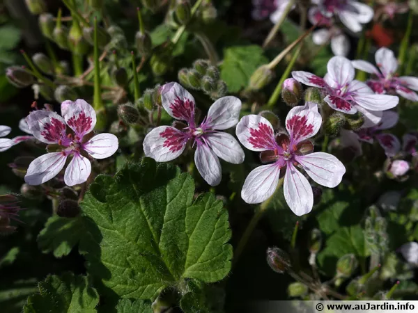 Bec de grue, Érodium à fleur de pélargonium, Erodium perlargonifolium