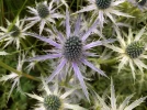 Panicaut Big Blue, Chardon Big Blue, Eryngium x zabelii 'Big Blue'