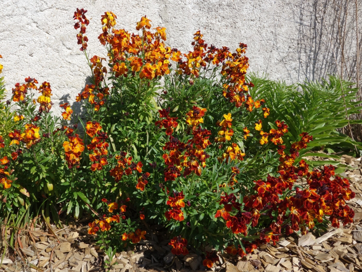 300 Graines De Fleurs à Semer - Le Grenier D'Abondance - POURPIER