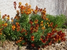 Girofle jaune, Murailler, Violier, Ravenelle, Erysimum cheiri
