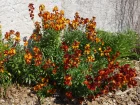 Girofle jaune, Murailler, Violier, Ravenelle, Erysimum cheiri