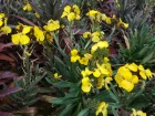Girofle arbustive, Girofle vivace, Erysinum linifolium