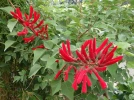 Erythrine herbac�e, Erythrine de Caroline, Erythrina herbacea