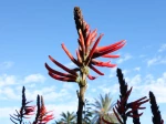 Erythrine corail (Erythrina speciosa) en ext�rieur en zone m�diterran�enne