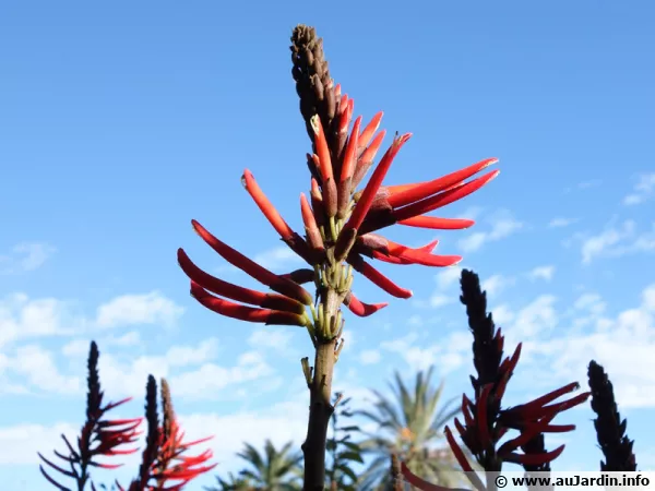 Erythrine corail (Erythrina speciosa) en extrieur en zone mditerranenne