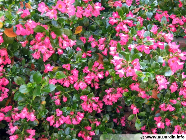 Escallonia