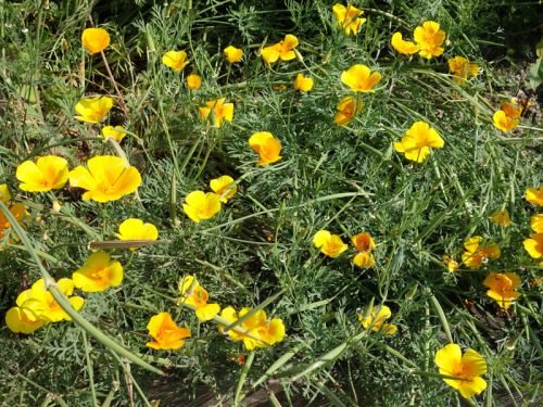 150 plantes graines été fleur Californien goldmohn remplies de mélange pour env 