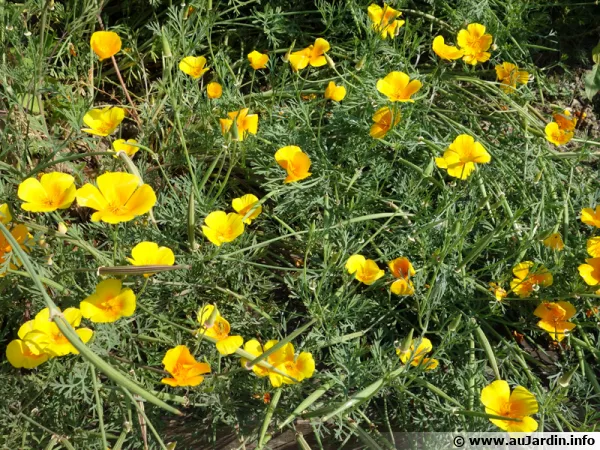 Pavot de Californie, Eschscholtzia californica