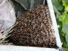 L'essaimage des abeilles