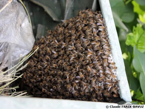 Un essaimage � l'int�rieur d'un composteur