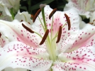 Croiser ses fleurs pour crer de nouveaux hybrides