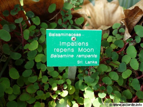 Les étiquettes pour les plantes du jardin