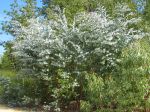 Gommier cidre, Gommier de Gunn, Eucalyptus gunnii Gommier cidre, Gommier de Gunn, Eucalyptus gunnii