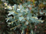 Gommier � petites feuilles,  Eucalyptus parvula