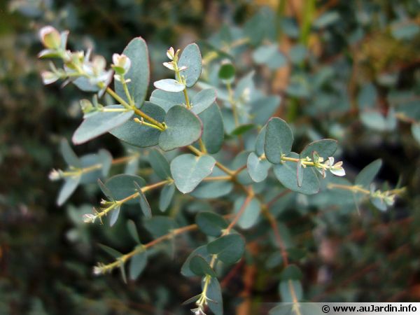 Eucalyptus : arbre, plantation, entretien, culture