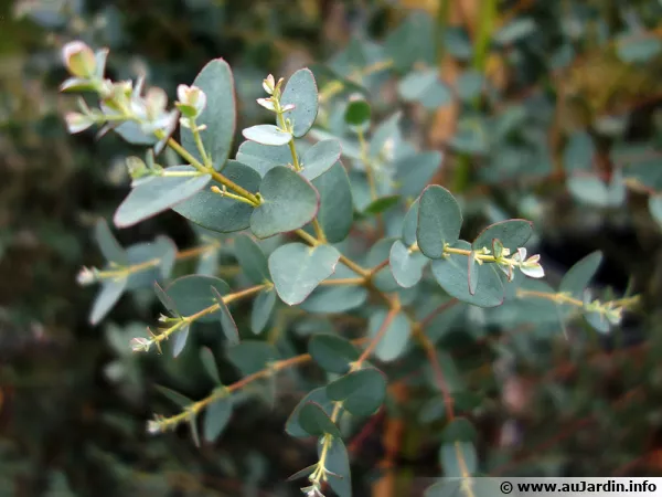 Gommier  petites feuilles,  Eucalyptus parvula