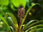 Eucomis nain  feuilles tachetes, Eucomis vandermerwei