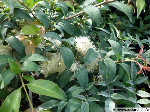Myrte d'Australie, Cerisier des Antilles, Eugenia myrtifolia