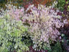 Fusain de Chine, Euonymus bungeanus