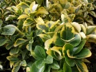 Fusain du Japon, Fusain vert, Euonymus japonicus