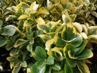 Fusain du Japon, Fusain vert, Euonymus japonicus