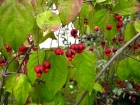 Fusain de Core, Euonymus oxyphyllus