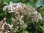 Eupatoire arbustive, Eupatoire  feuille de trone, Eupatorium ligustrinum