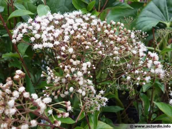 Eupatoire arbustive, Eupatoire à feuille de troène, Eupatorium ligustrinum