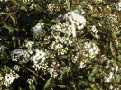 Eupatoire rugueuse, Eupatoire � feuilles molles, Eupatorium rugosum
