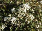 Eupatoire rugueuse, Eupatoire  feuilles molles, Eupatorium rugosum