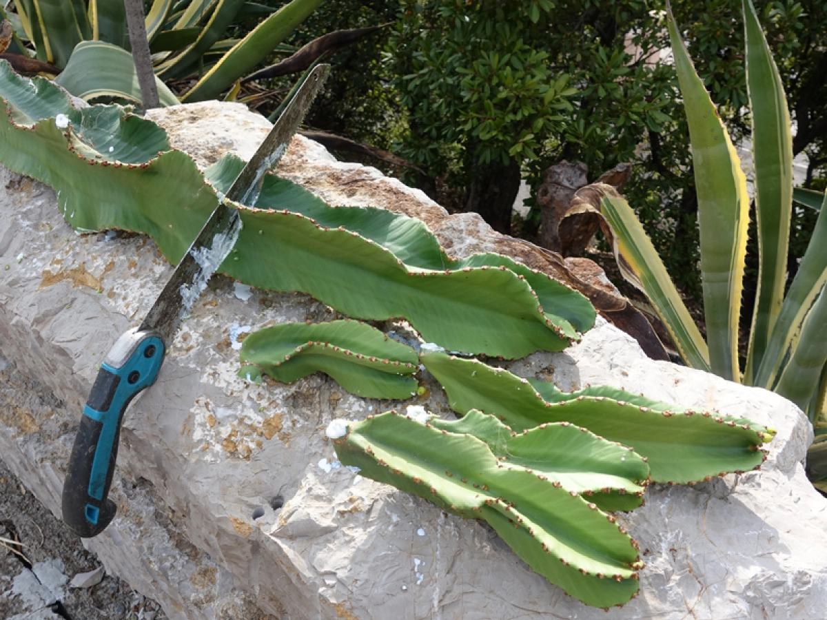 Bouturer l'Euphorbe arborescente