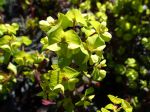 Euphorbe des bois pourpre, Euphorbia amygdaloides 'Purpurea' / 'Rubra'