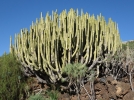 Euphorbe des Canaries, Euphorbia canariensis