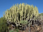 Euphorbe des Canaries, Euphorbia canariensis sur son �le d'origine aux Canaries