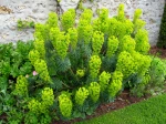 Euphorbe des garrigues, Euphorbia characias
