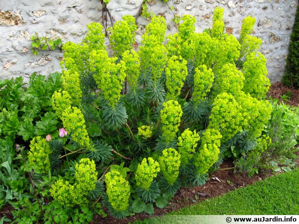 prop Sprog Diskret Euphorbe des garrigues, Euphorbia characias : planter, cultiver, multiplier