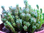 Euphorbe coussin, Euphorbia clavarioides