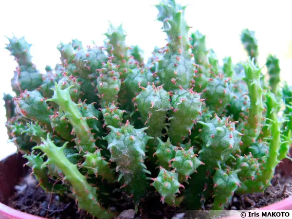 Euphorbe coussin, Euphorbia clavarioides
