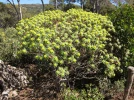 Euphorbe arborescente, Euphorbia dendro�des