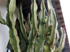 Euphorbe arborescente, Euphorbia erithreaea