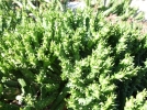Euphorbe tte de mduse, Euphorbia gatbergensis
