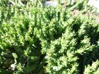 Euphorbe tte de mduse, Euphorbia gatbergensis