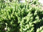 Euphorbe tte de mduse, Euphorbia gatbergensis