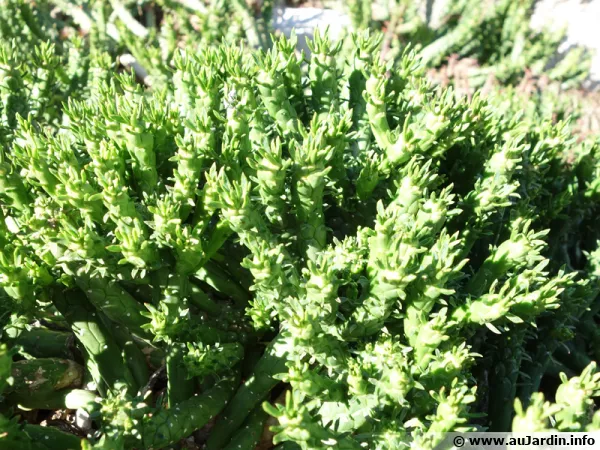Euphorbe tête de méduse, Euphorbia gatbergensis