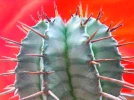 Tonneau de lait africain, Euphorbia horrida