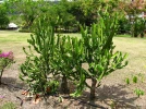 Euphorbe lact�e, Os de dragon, Euphorbe cand�labre, Euphorbia lactea