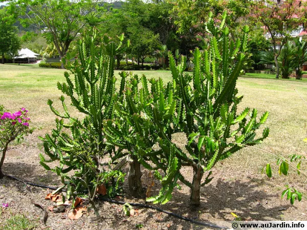 Euphorbe lacte dans un jardin aux Carabes