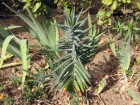 Euphorbe  taupes, Euphorbe des jardins, Euphorbe purge, Euphorbia lathyris